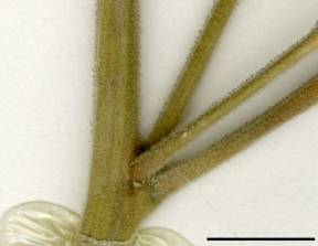 Petite image rapproché des traits de caractéristiques de la plante: Abutilon à pétales jaunes