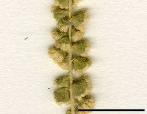 Petite image rapproché des traits de caractéristiques de la plante: Herbe à poux vivace