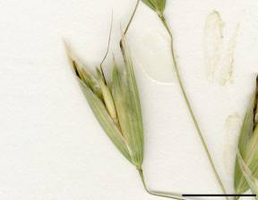 Petite image rapproché des traits de caractéristiques de la plante: Folle avoine