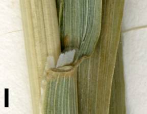 Petite image rapproché des traits de caractéristiques de la plante: Folle avoine