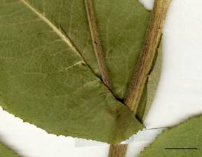 Petite image rapproché des traits de caractéristiques de la plante: Inule aunée