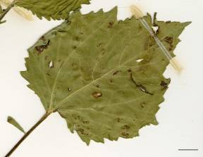Petite image rapproché des traits de caractéristiques de la plante: Ive à feuilles de lampourde