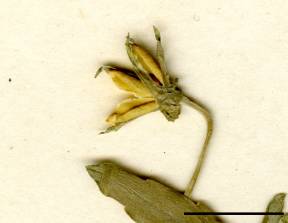 Petite image rapproché des traits de caractéristiques de la plante: Violette des champs