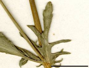 Petite image rapproché des traits de caractéristiques de la plante: Violette des champs