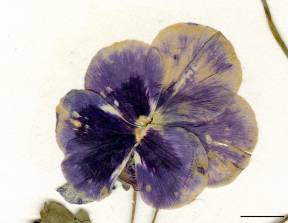 Petite image rapproché des traits de caractéristiques de la plante: Violette tricolore