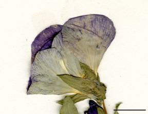 Petite image rapproché des traits de caractéristiques de la plante: Violette tricolore