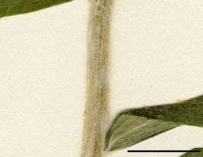 Petite image rapproché des traits de caractéristiques de la plante: Immortelle blanche