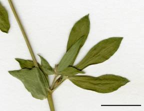 Petite image rapproché des traits de caractéristiques de la plante: Lotier corniculé