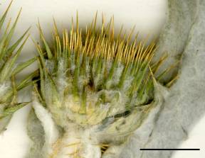 Petite image rapproché des traits de caractéristiques de la plante: Onoporde acanthe