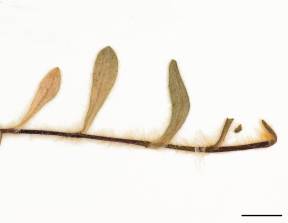 Petite image rapproché des traits de caractéristiques de la plante: Épervière orangée