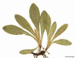 Petite image rapproché des traits de caractéristiques de la plante: Épervière piloselle