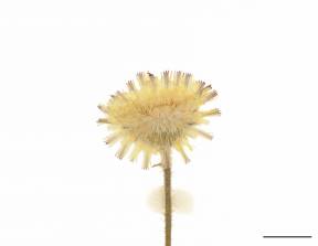Petite image rapproché des traits de caractéristiques de la plante: Épervière piloselle