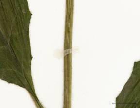 Petite image rapproché des traits de caractéristiques de la plante: Épervière vulgaire