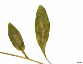 Petite image rapproché des traits de caractéristiques de la plante: Épervière scabre