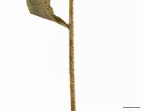 Petite image rapproché des traits de caractéristiques de la plante: Épervière scabre