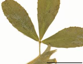 Petite image rapproché des traits de caractéristiques de la plante: Trèfle doré