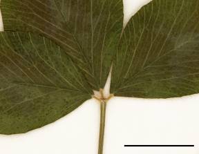 Petite image rapproché des traits de caractéristiques de la plante: Trèfle rouge