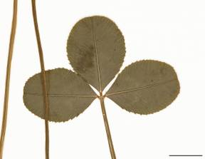 Petite image rapproché des traits de caractéristiques de la plante: Trèfle blanc