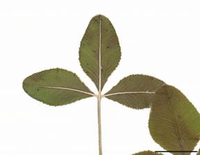 Petite image rapproché des traits de caractéristiques de la plante: Trèfle alsike