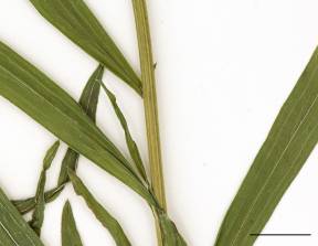 Petite image rapproché des traits de caractéristiques de la plante: Verge d'or à feuilles de graminée