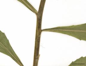 Petite image rapproché des traits de caractéristiques de la plante: Érechtite à feuilles d'épervière