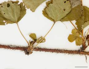 Petite image rapproché des traits de caractéristiques de la plante: Ronce hispide