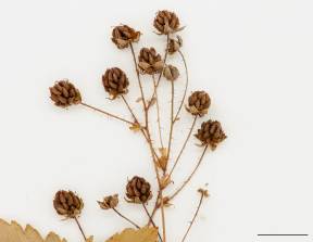Petite image rapproché des traits de caractéristiques de la plante: Ronce hispide