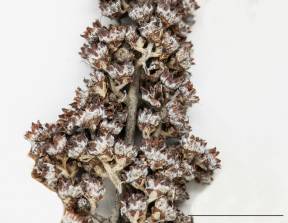 Petite image rapproché des traits de caractéristiques de la plante: Spirée tomenteuse