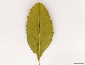 Petite image rapproché des traits de caractéristiques de la plante: Spirée à larges feuilles