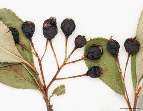 Petite image rapproché des traits de caractéristiques de la plante: Aronie à fruits noirs