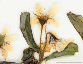 Petite image rapproché des traits de caractéristiques de la plante: Amélanchier de Bartram