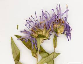 Petite image rapproché des traits de caractéristiques de la plante:Aster ponceau