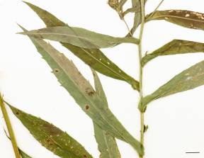 Petite image rapproché des traits de caractéristiques de la plante:Aster ponceau