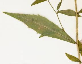 Petite image rapproché des traits de caractéristiques de la plante: Aster de New York