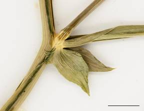 Petite image rapproché des traits de caractéristiques de la plante: Gesse à feuilles larges