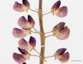 Petite image rapproché des traits de caractéristiques de la plante: Lupin polyphylle