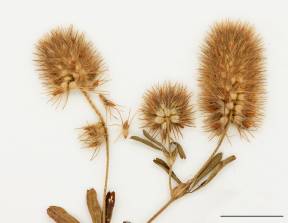 Petite image rapproché des traits de caractéristiques de la plante: Trèfle pied-de-lièvre