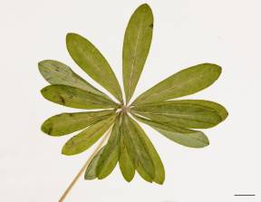 Petite image rapproché des traits de caractéristiques de la plante: Lupin polyphylle