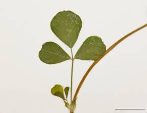 Petite image rapproché des traits de caractéristiques de la plante: Luzerne lupuline