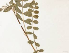 Petite image rapproché des traits de caractéristiques de la plante: Astragale du Canada