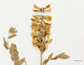 Petite image rapproché des traits de caractéristiques de la plante: Astragale du Canada