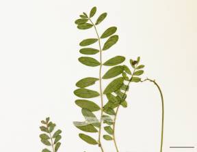 Petite image rapproché des traits de caractéristiques de la plante: Astragale alpin