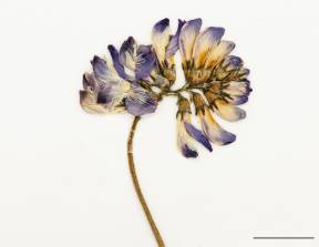 Petite image rapproché des traits de caractéristiques de la plante: Astragale alpin