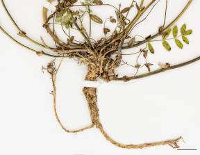 Petite image rapproché des traits de caractéristiques de la plante: Astragale élégant