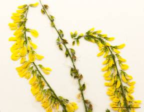 Petite image rapproché des traits de caractéristiques de la plante: Mélilot jaune