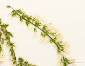 Petite image rapproché des traits de caractéristiques de la plante: Mélilot blanc