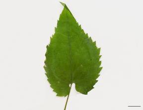 Petite image rapproché des traits de caractéristiques de la plante: Aster à feuilles cordées