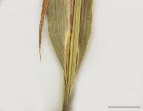 Petite image rapproché des traits de caractéristiques de la plante: Échinochloa de l'Ouest