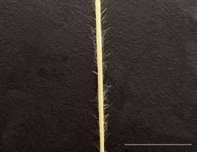 Petite image rapproché des traits de caractéristiques de la plante: Panic laineux