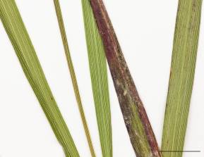 Petite image rapproché des traits de caractéristiques de la plante: Hiérochloé odorante